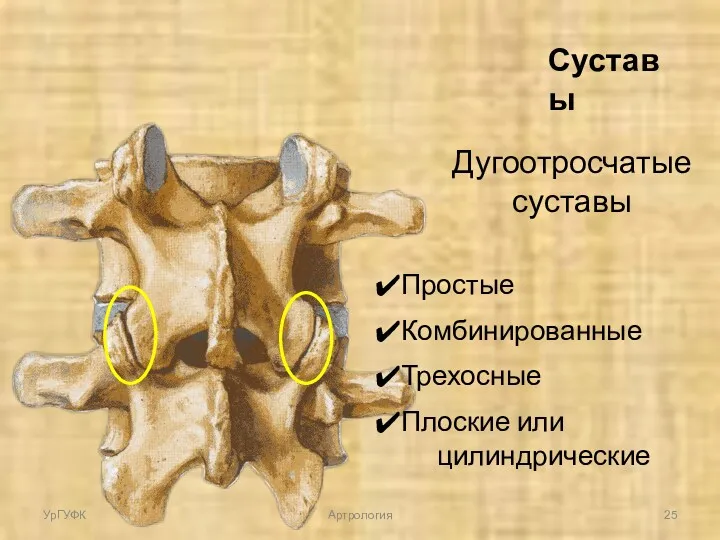 Дугоотросчатые суставы Простые Комбинированные Трехосные Плоские или цилиндрические Суставы УрГУФК Артрология