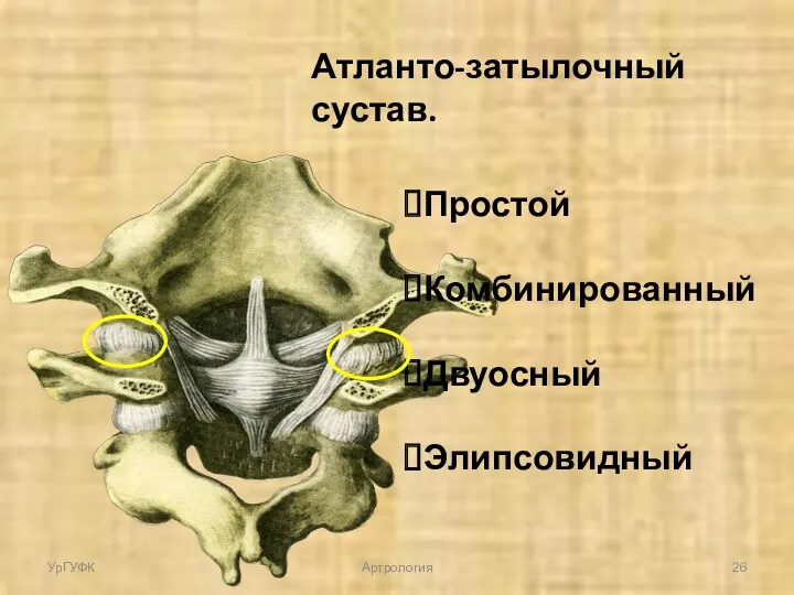 Атланто-затылочный сустав. Простой Комбинированный Двуосный Элипсовидный УрГУФК Артрология