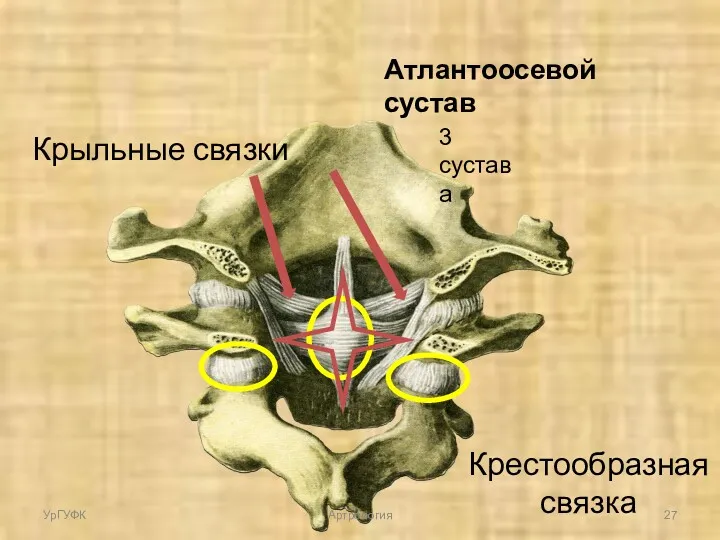 Атлантоосевой сустав 3 сустава Крестообразная связка Крыльные связки УрГУФК Артрология