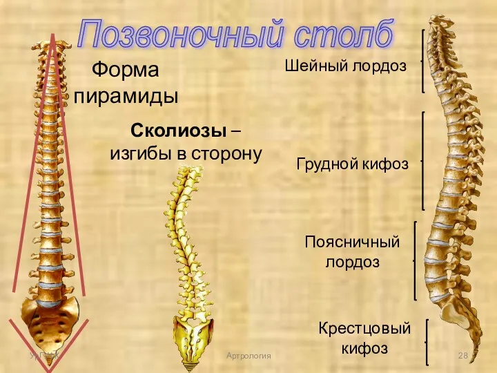 Позвоночный столб Форма пирамиды Шейный лордоз Грудной кифоз Поясничный лордоз