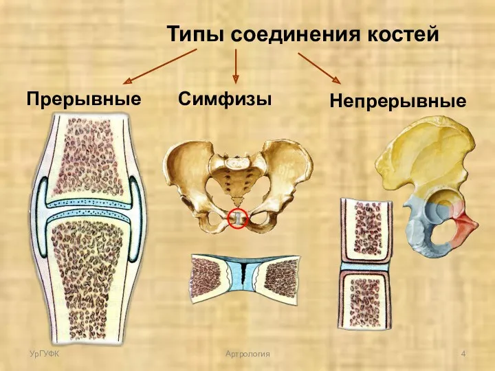 Типы соединения костей Прерывные Непрерывные Симфизы УрГУФК Артрология