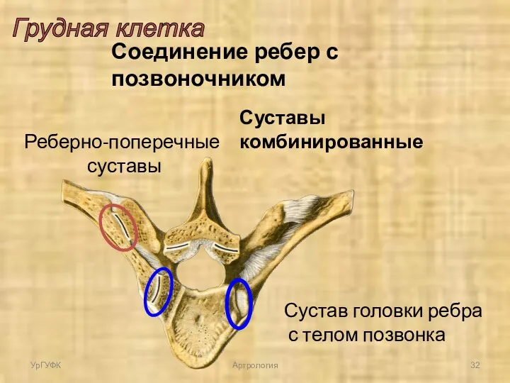 Грудная клетка Соединение ребер с позвоночником Сустав головки ребра с