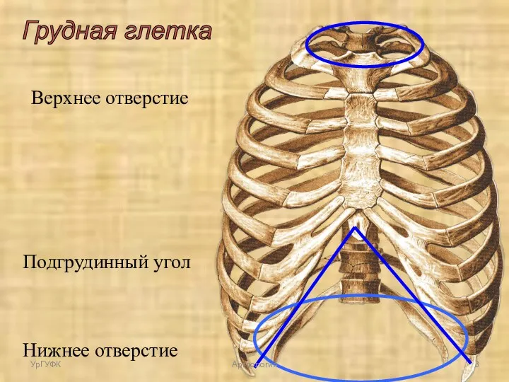 Грудная глетка Верхнее отверстие Нижнее отверстие Подгрудинный угол УрГУФК Артрология