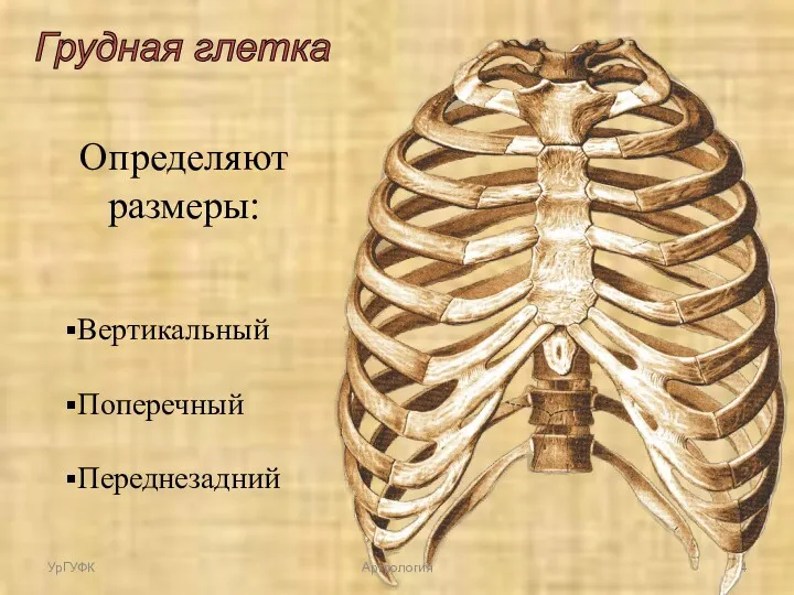 Грудная глетка Определяют размеры: Вертикальный Поперечный Переднезадний УрГУФК Артрология