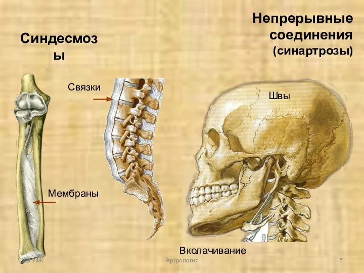 Непрерывные соединения (синартрозы) Синдесмозы Мембраны Швы Вколачивание Связки УрГУФК Артрология