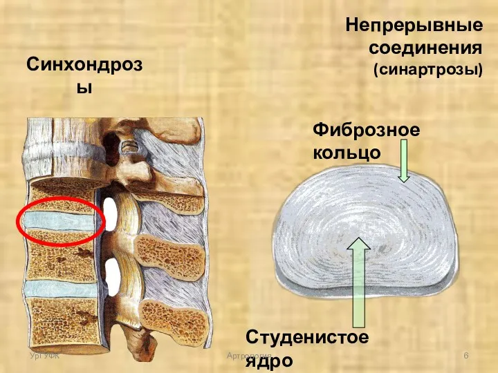 Фиброзное кольцо Студенистое ядро Синхондрозы Непрерывные соединения (синартрозы) УрГУФК Артрология