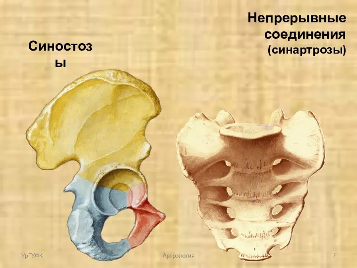 Синостозы Непрерывные соединения (синартрозы) УрГУФК Артрология