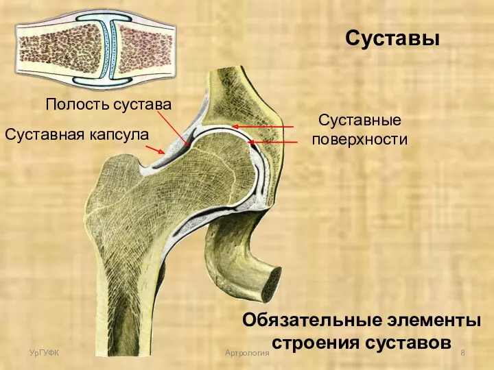 Суставы Суставные поверхности Суставная капсула Полость сустава Обязательные элементы строения суставов УрГУФК Артрология