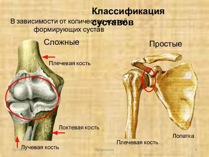 Классификация суставов В зависимости от количества костей формирующих сустав Простые