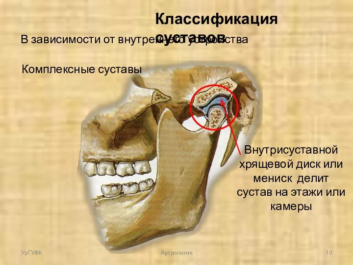 Классификация суставов В зависимости от внутреннего устройства Комплексные суставы Внутрисуставной