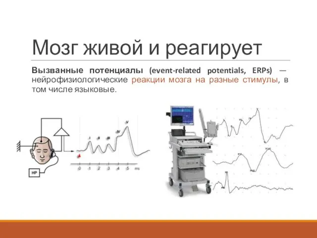 Мозг живой и реагирует Вызванные потенциалы (event-related potentials, ERPs) —