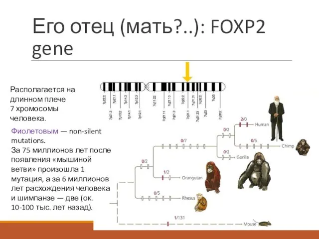 Его отец (мать?..): FOXP2 gene Фиолетовым — non-silent mutations. За