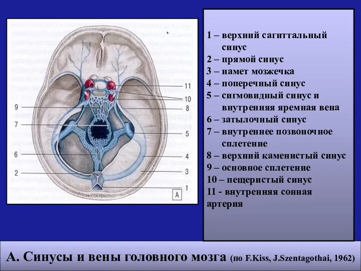 А. Синусы и вены головного мозга (по F.Kiss, J.Szentagothai, 1962)