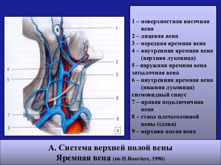 1 – поверхностная височная вена 2 – лицевая вена 3