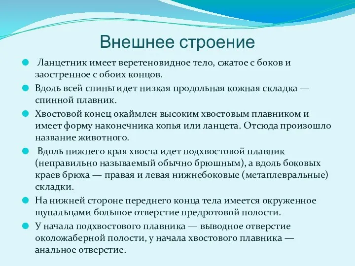 Внешнее строение Ланцетник имеет веретеновидное тело, сжатое с боков и заостренное с обоих