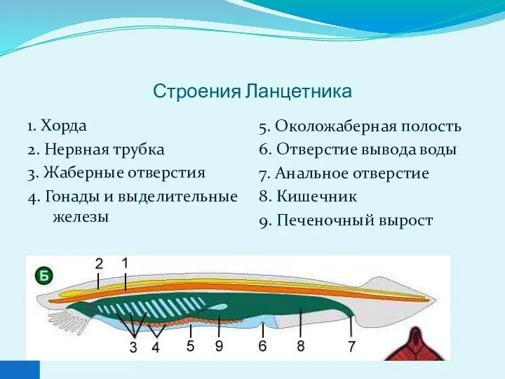 Строения Ланцетника 1. Хорда 2. Нервная трубка 3. Жаберные отверстия 4. Гонады и