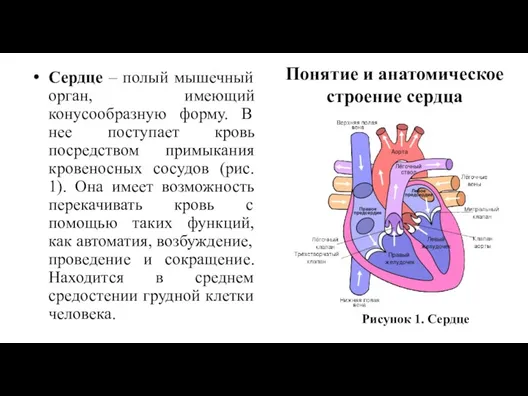 Сердце – полый мышечный орган, имеющий конусообразную форму. В нее