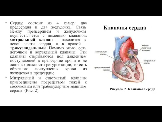 Сердце состоит из 4 камер: два предсердия и два желудочка.