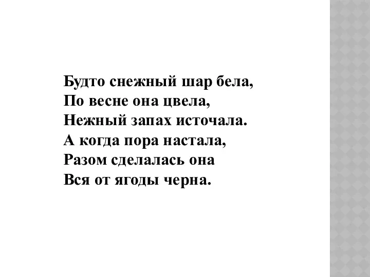 Будто снежный шар бела, По весне она цвела, Нежный запах