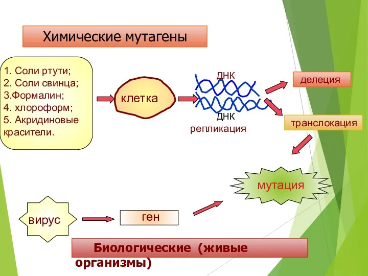 Химические мутагены 1. Соли ртути; 2. Соли свинца; 3.Формалин; 4. хлороформ; 5. Акридиновые