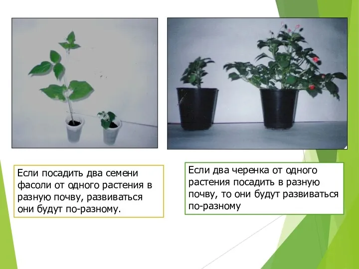 Если посадить два семени фасоли от одного растения в разную почву, развиваться они