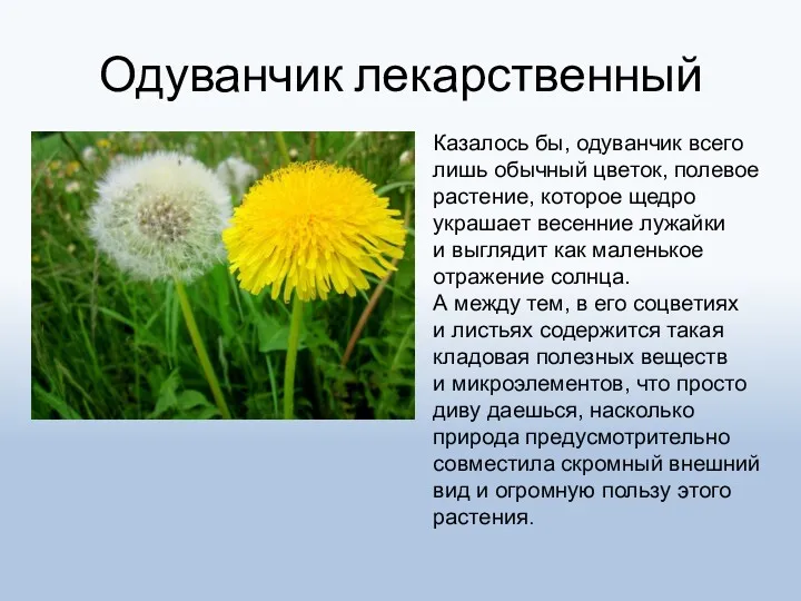 Одуванчик лекарственный Казалось бы, одуванчик всего лишь обычный цветок, полевое