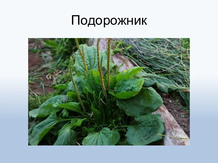 Подорожник