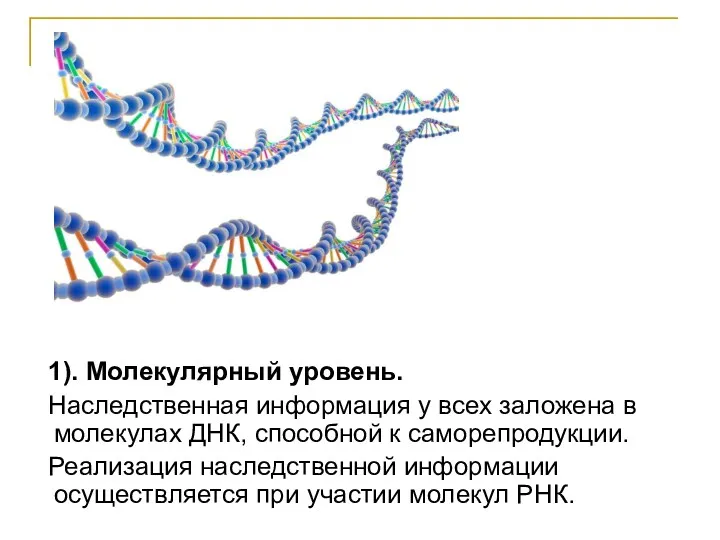 1). Молекулярный уровень. Наследственная информация у всех заложена в молекулах ДНК, способной к