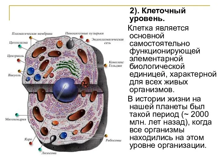 2). Клеточный уровень. Клетка является основной самостоятельно функционирующей элементарной биологической единицей, характерной для