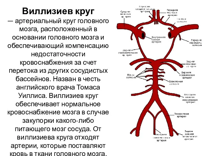 Виллизиев круг — артериальный круг головного мозга, расположенный в основании головного мозга и