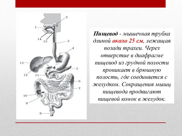 Пищевод - мышечная трубка длиной около 25 см, лежащая позади