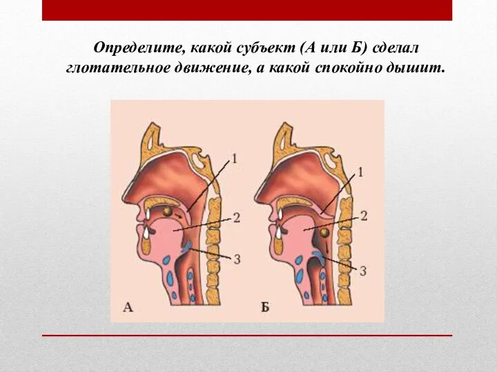 Определите, какой субъект (А или Б) сделал глотательное движение, а какой спокойно дышит.