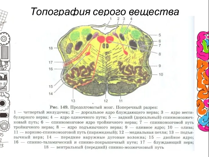 Топография серого вещества