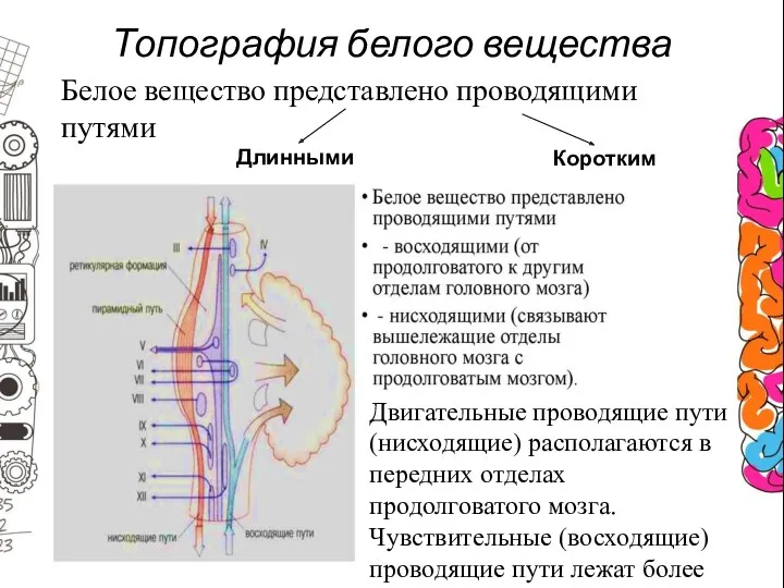 Топография белого вещества Белое вещество представлено проводящими путями Короткими Длинными