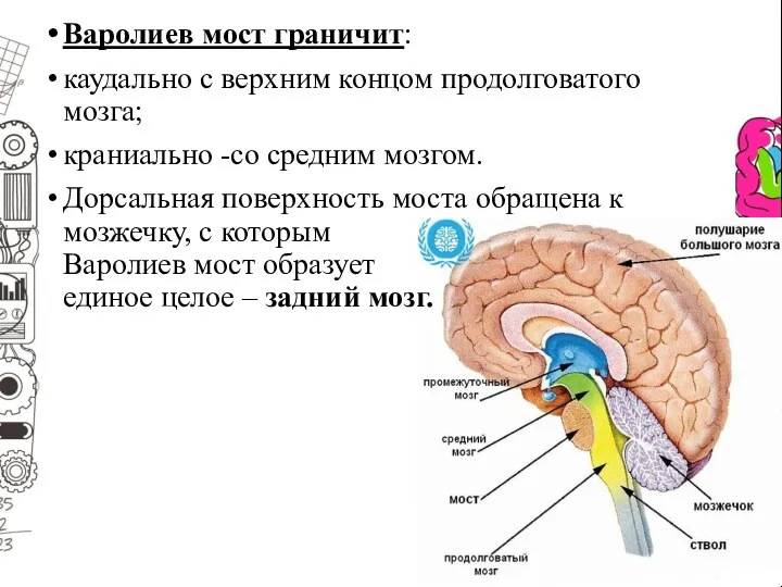 Варолиев мост граничит: каудально с верхним концом продолговатого мозга; краниально