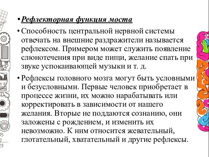 Рефлекторная функция моста Способность центральной нервной системы отвечать на внешние