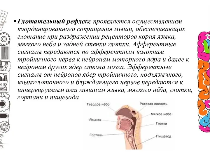 Глотательный рефлекс проявляется осуществлением координированного сокращения мышц, обеспечивающих глотание при