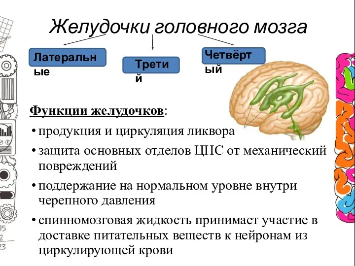 Желудочки головного мозга Функции желудочков: продукция и циркуляция ликвора защита