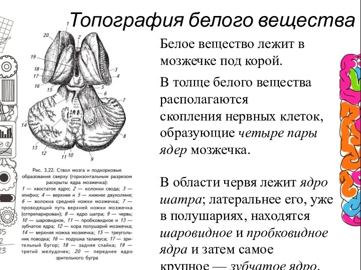 Белое вещество лежит в мозжечке под корой. В толще белого