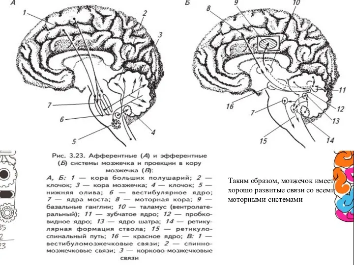 Таким образом, мозжечок имеет хорошо развитые связи со всеми моторными системами