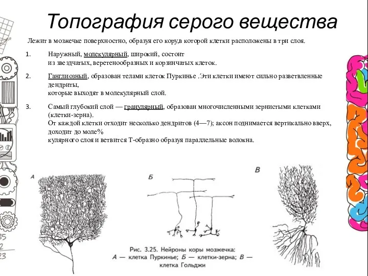 Топография серого вещества Лежит в мозжечке поверхностно, образуя его кору,в