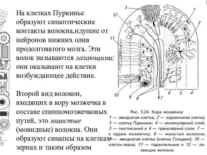 На клетках Пуркинье образуют синаптические контакты волокна,идущие от нейронов нижних