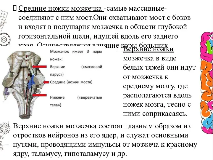 Средние ножки мозжечка -самые массивные-соединяют с ним мост.Они охватывают мост