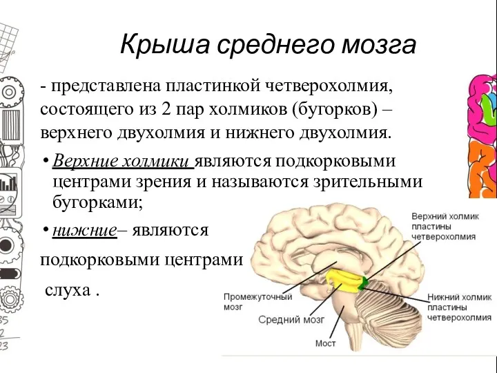 - представлена пластинкой четверохолмия, состоящего из 2 пар холмиков (бугорков)