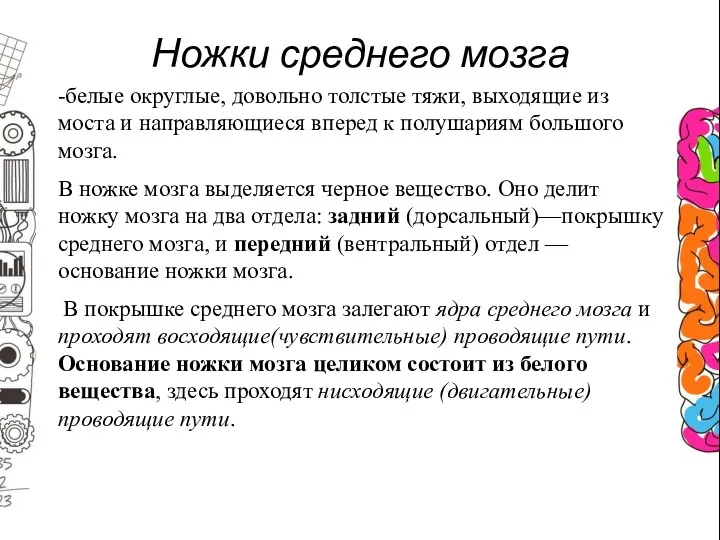 Ножки среднего мозга -белые округлые, довольно толстые тяжи, выходящие из