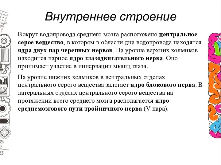 Внутреннее строение Вокруг водопровода среднего мозга расположено центральное серое вещество,