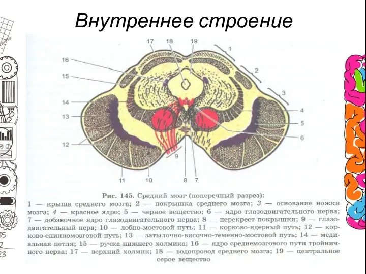 Внутреннее строение