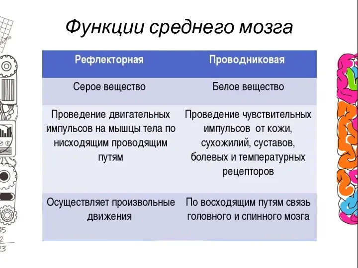 Функции среднего мозга