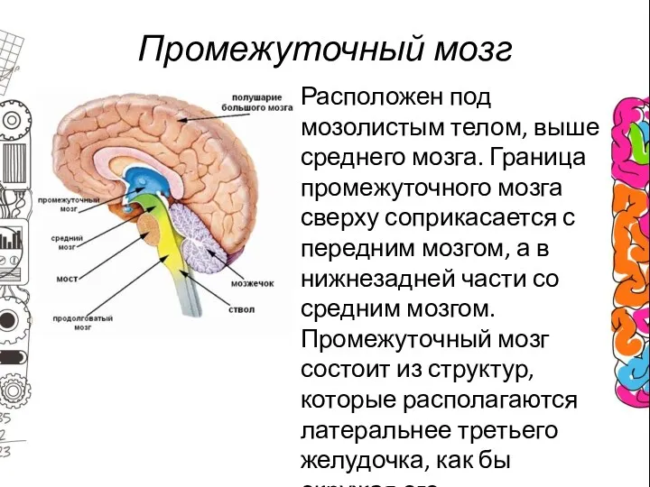 Промежуточный мозг Расположен под мозолистым телом, выше среднего мозга. Граница