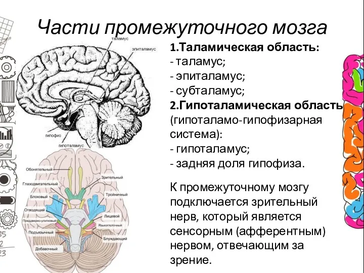 Части промежуточного мозга 1.Таламическая область: - таламус; - эпиталамус; -